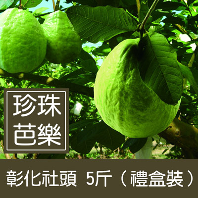 彰化社頭珍珠芭樂(5斤/盒)